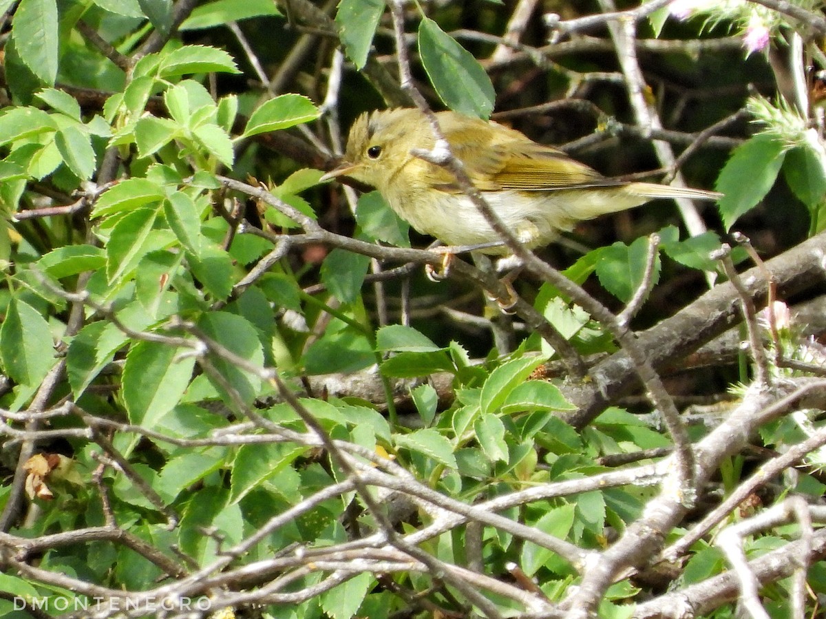 Western Bonelli's Warbler - ML620235805