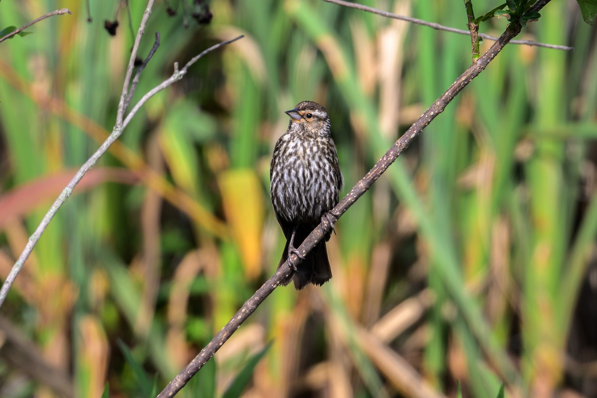 Red-winged Blackbird - ML620235810