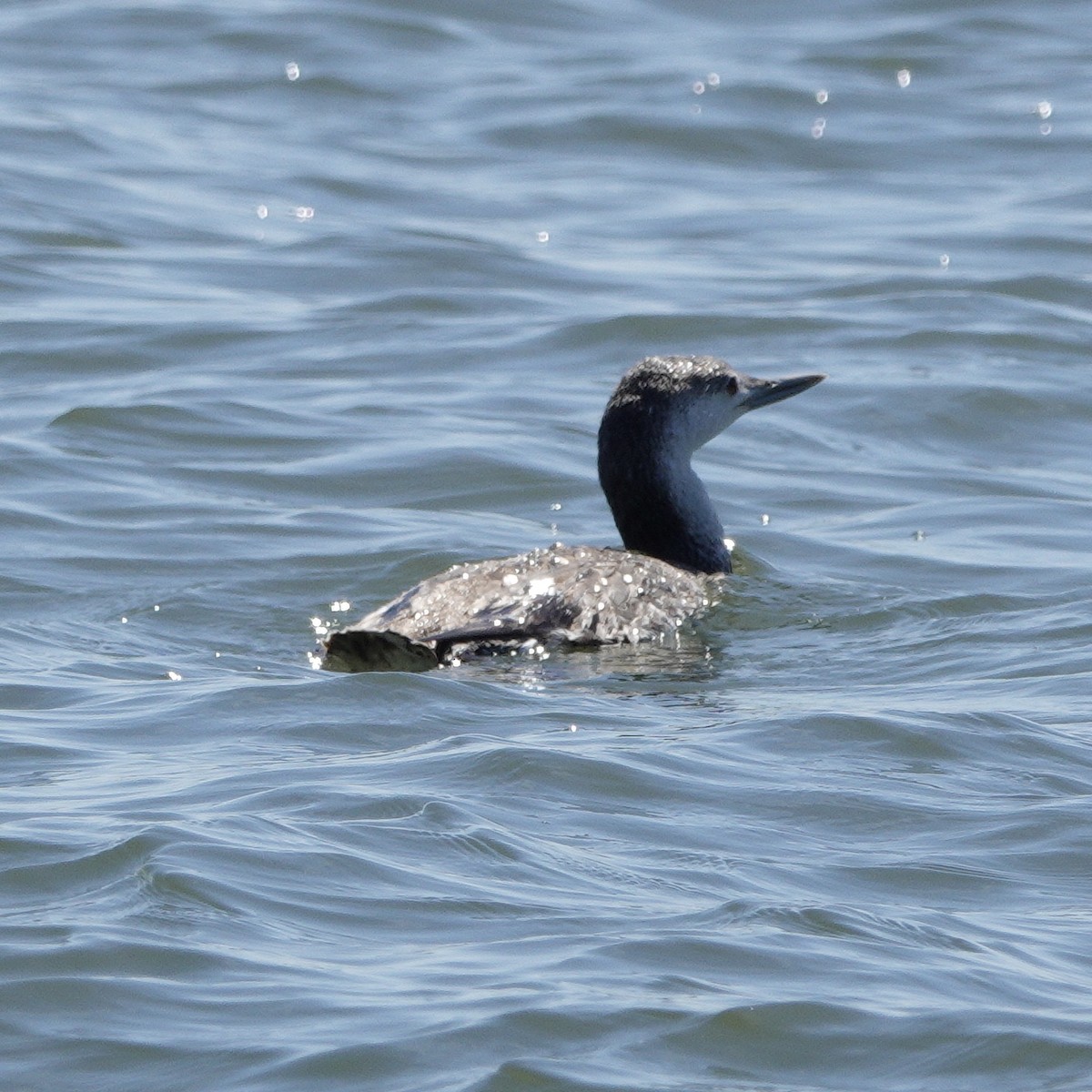 Red-throated Loon - ML620235823