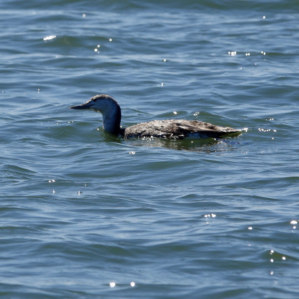 Red-throated Loon - ML620235824