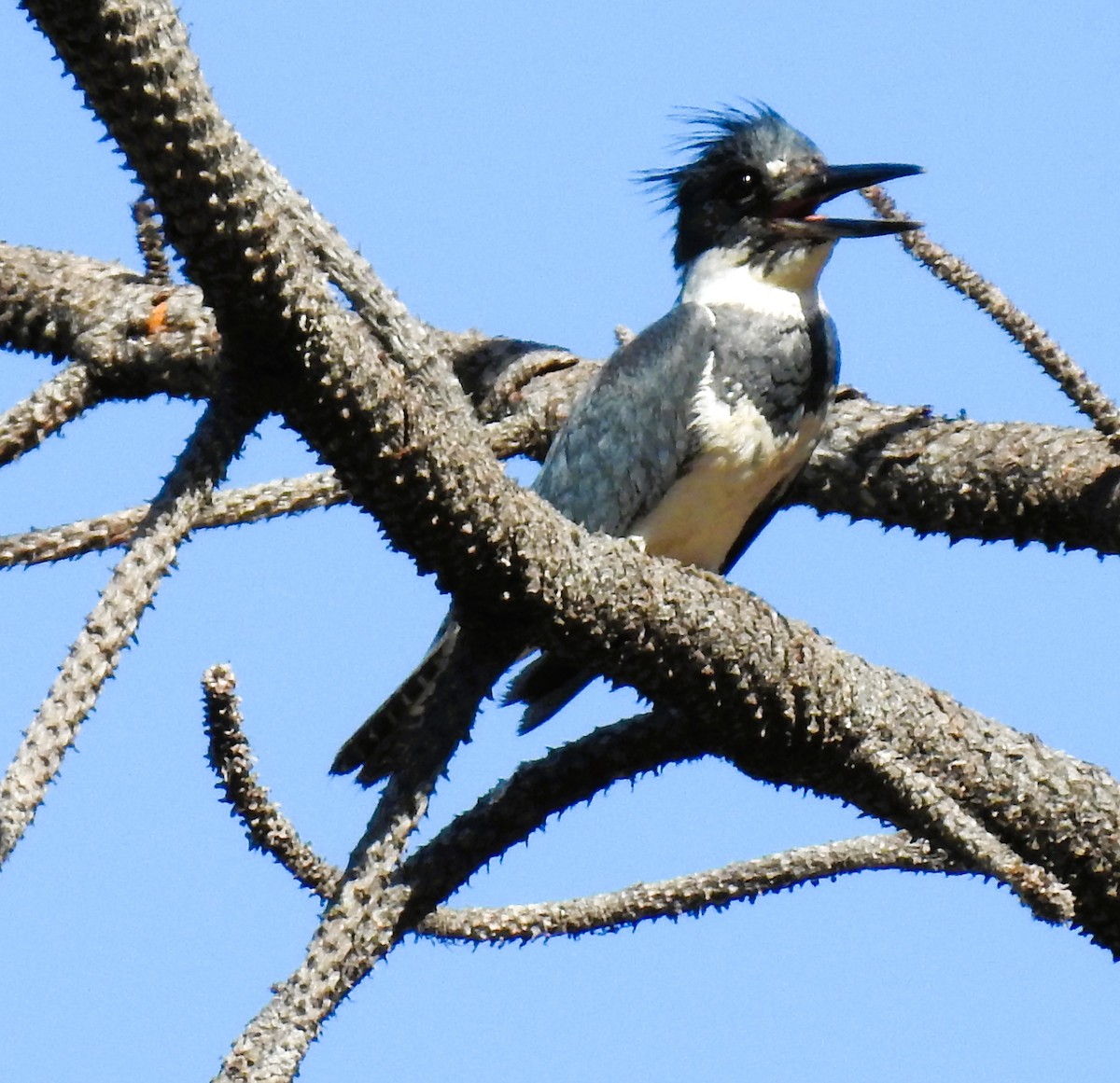 Belted Kingfisher - ML620235831