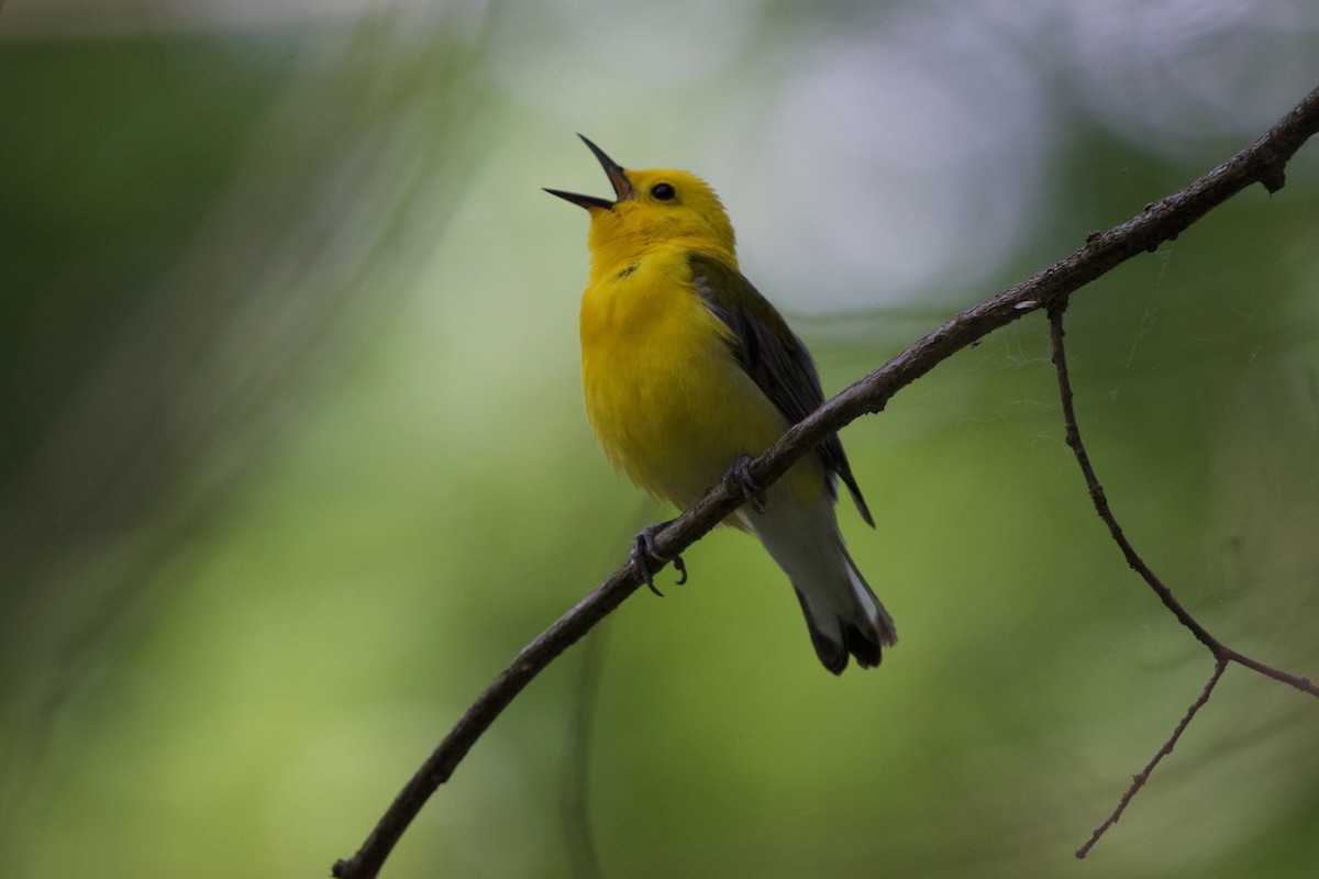 Prothonotary Warbler - ML620235833