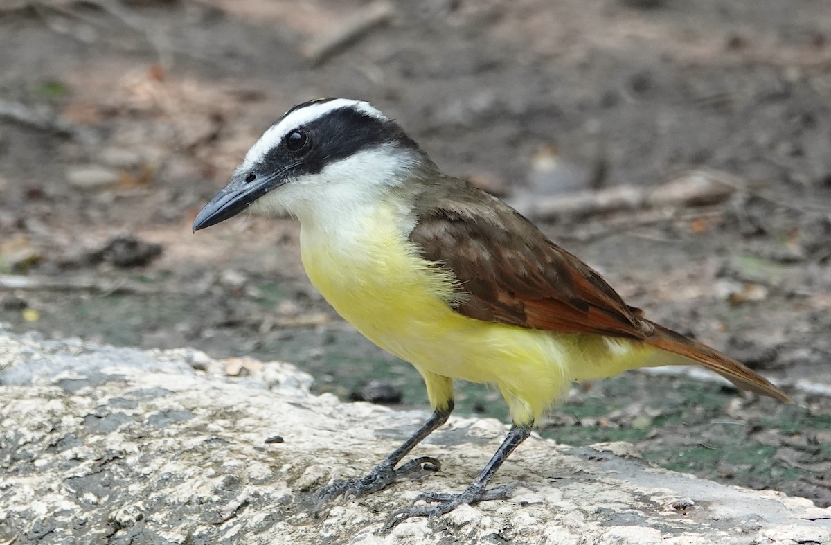 Great Kiskadee - ML620235841