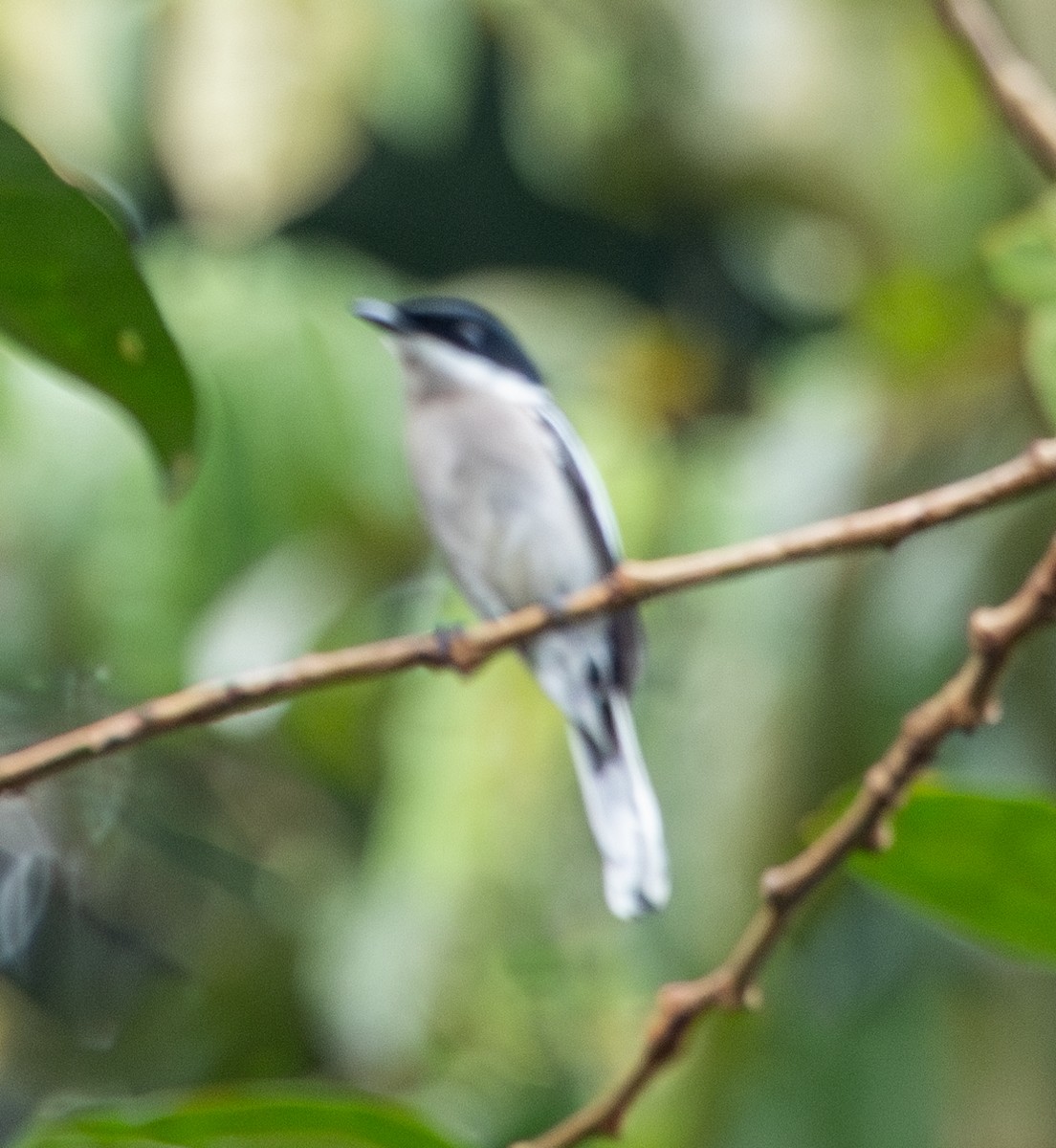 Bar-winged Flycatcher-shrike - ML620235856