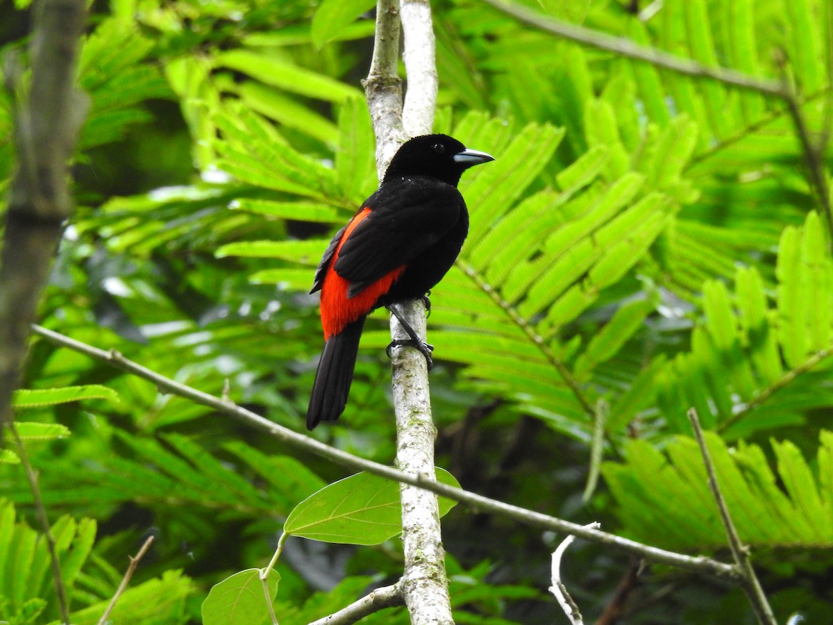 Scarlet-rumped Tanager - ML620235866