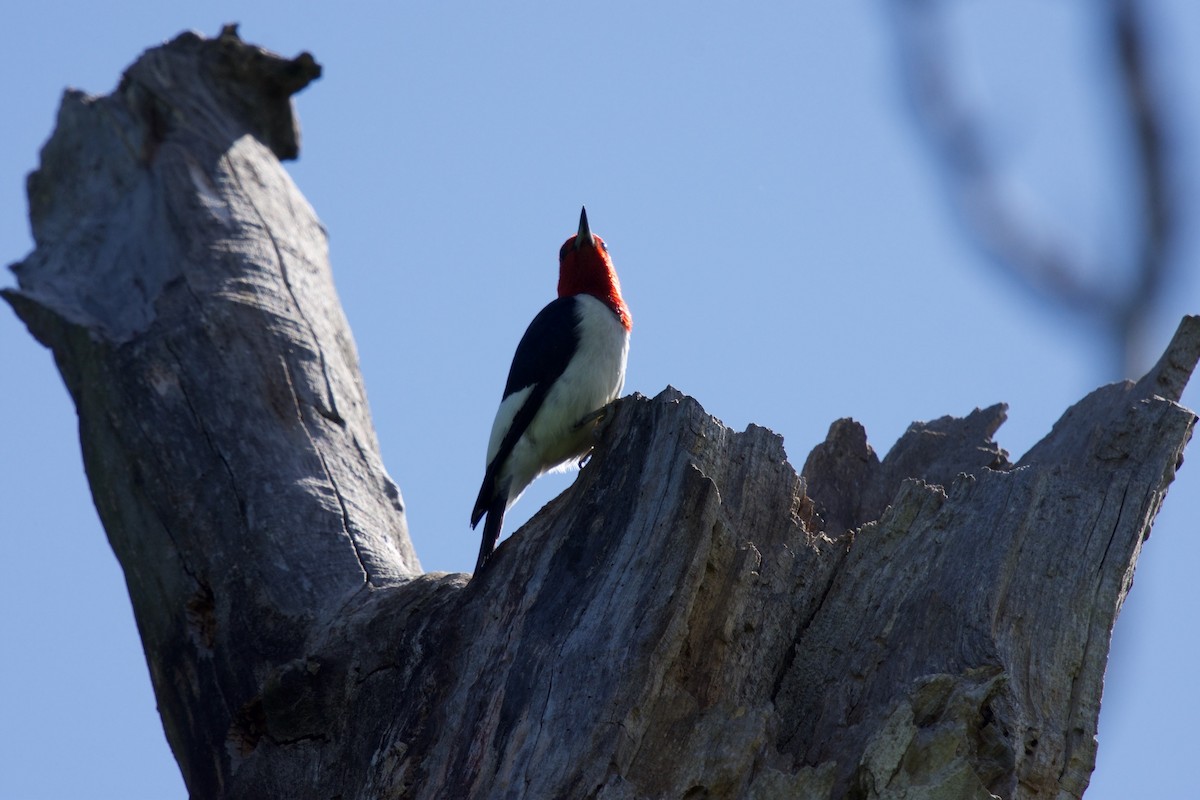 Red-headed Woodpecker - ML620235868