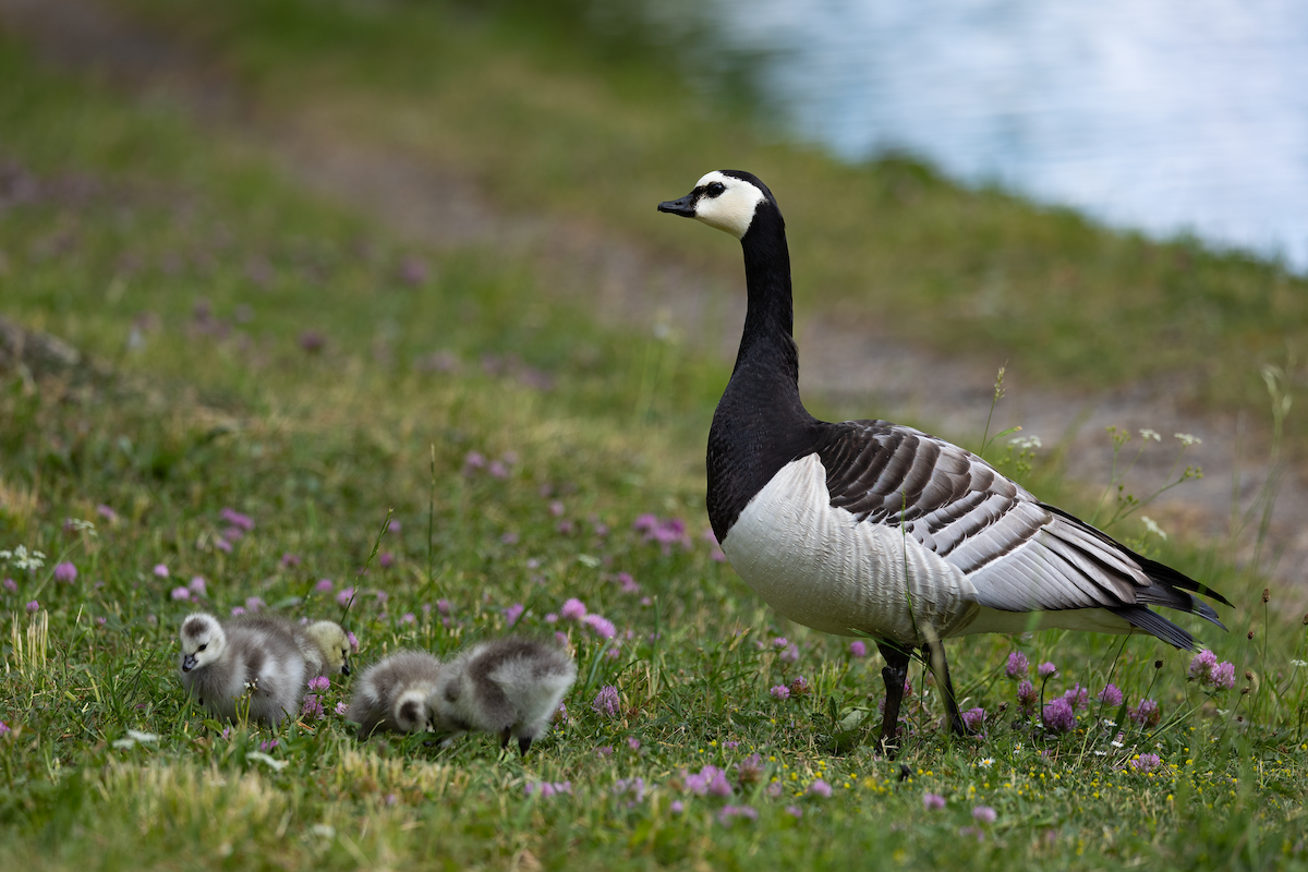 Barnacle Goose - Han Tay