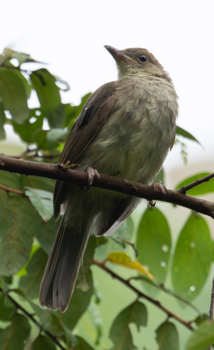 Bulbul Oliváceo - ML620235882