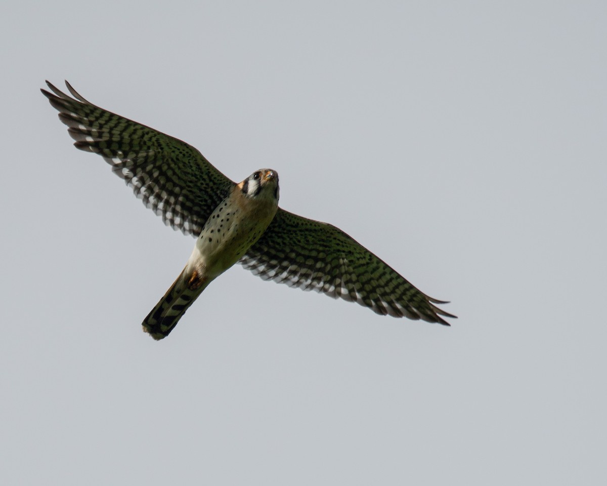 American Kestrel - ML620235905