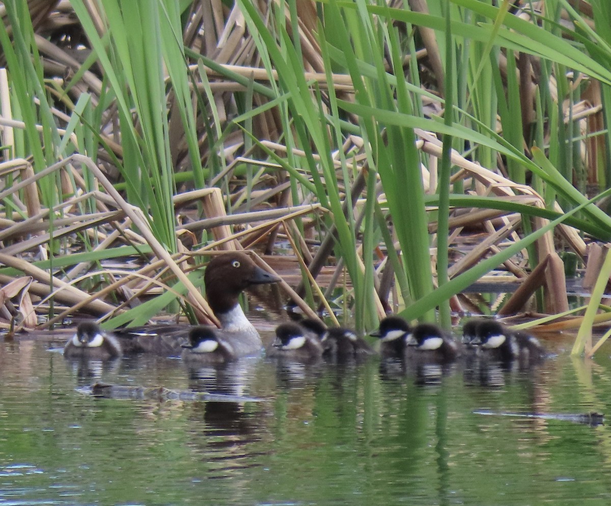 Common Goldeneye - ML620235906