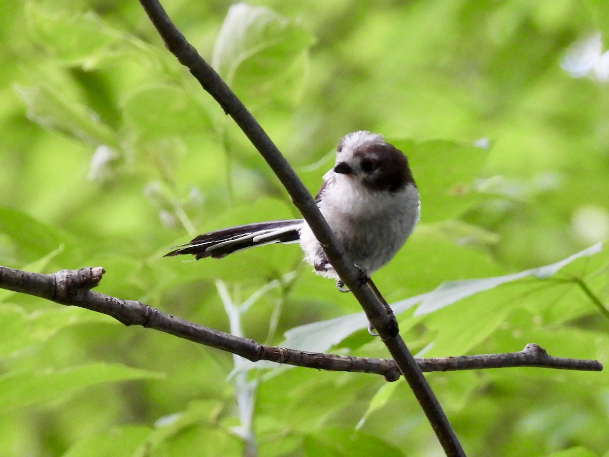 Long-tailed Tit - ML620235908