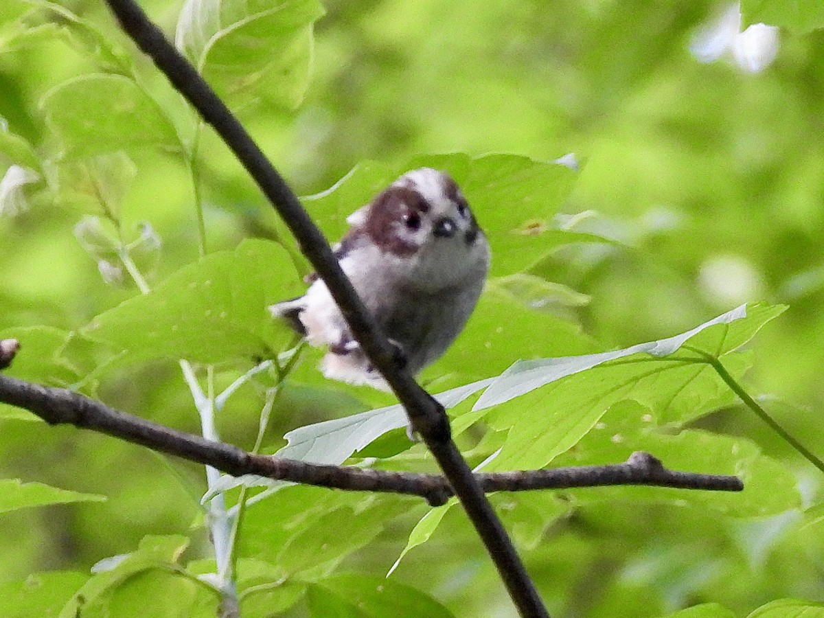 Long-tailed Tit - ML620235911