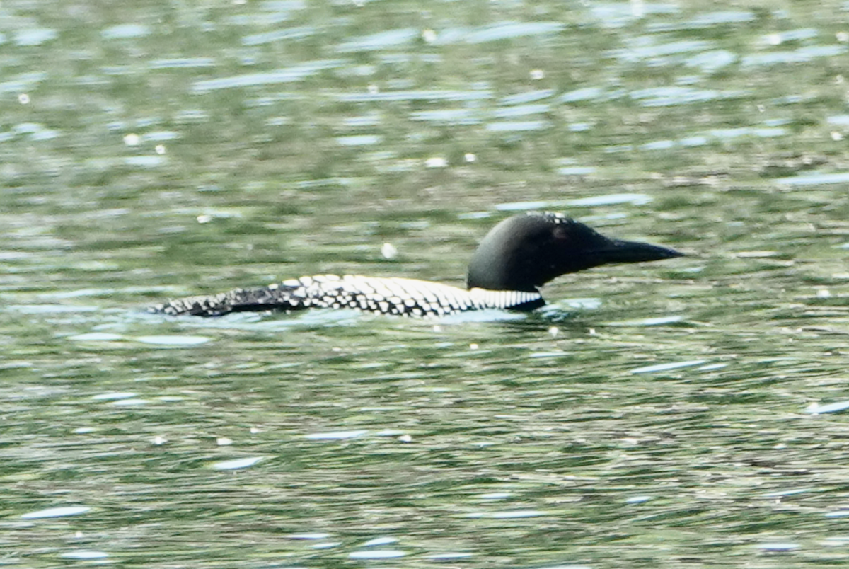 Common Loon - ML620235912