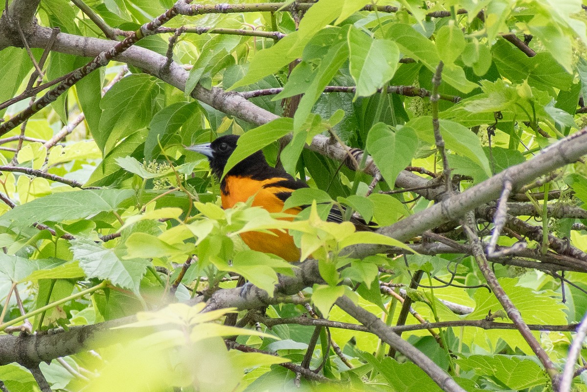 Baltimore Oriole - ML620235916