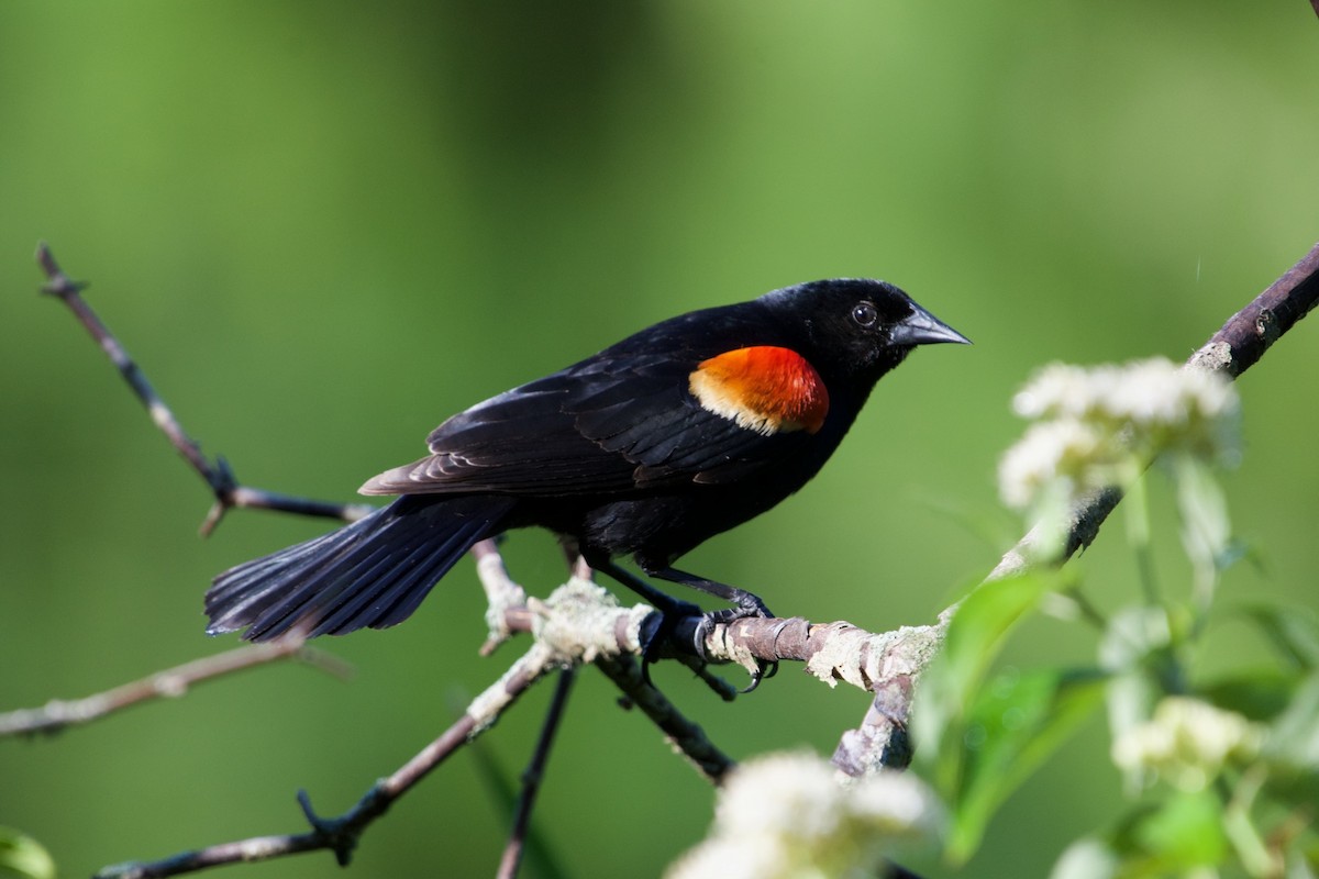 Red-winged Blackbird - ML620235917