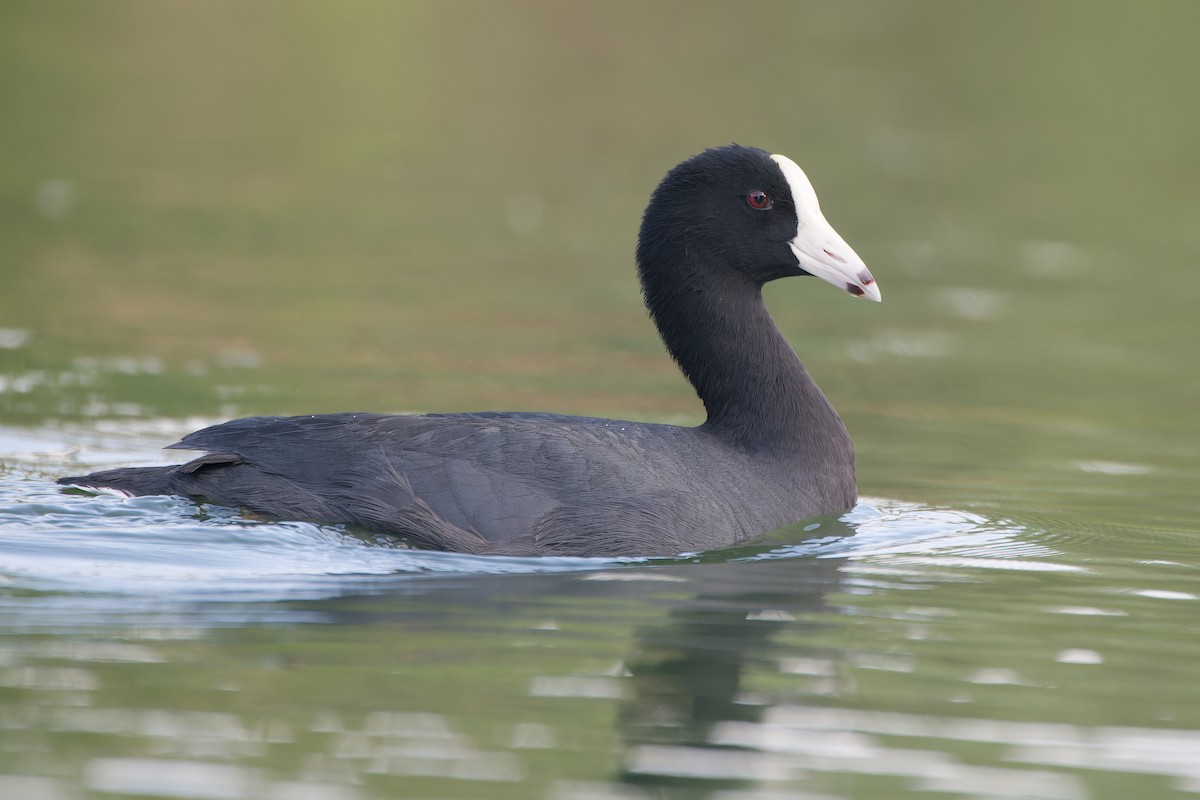 American Coot (White-shielded) - ML620235920