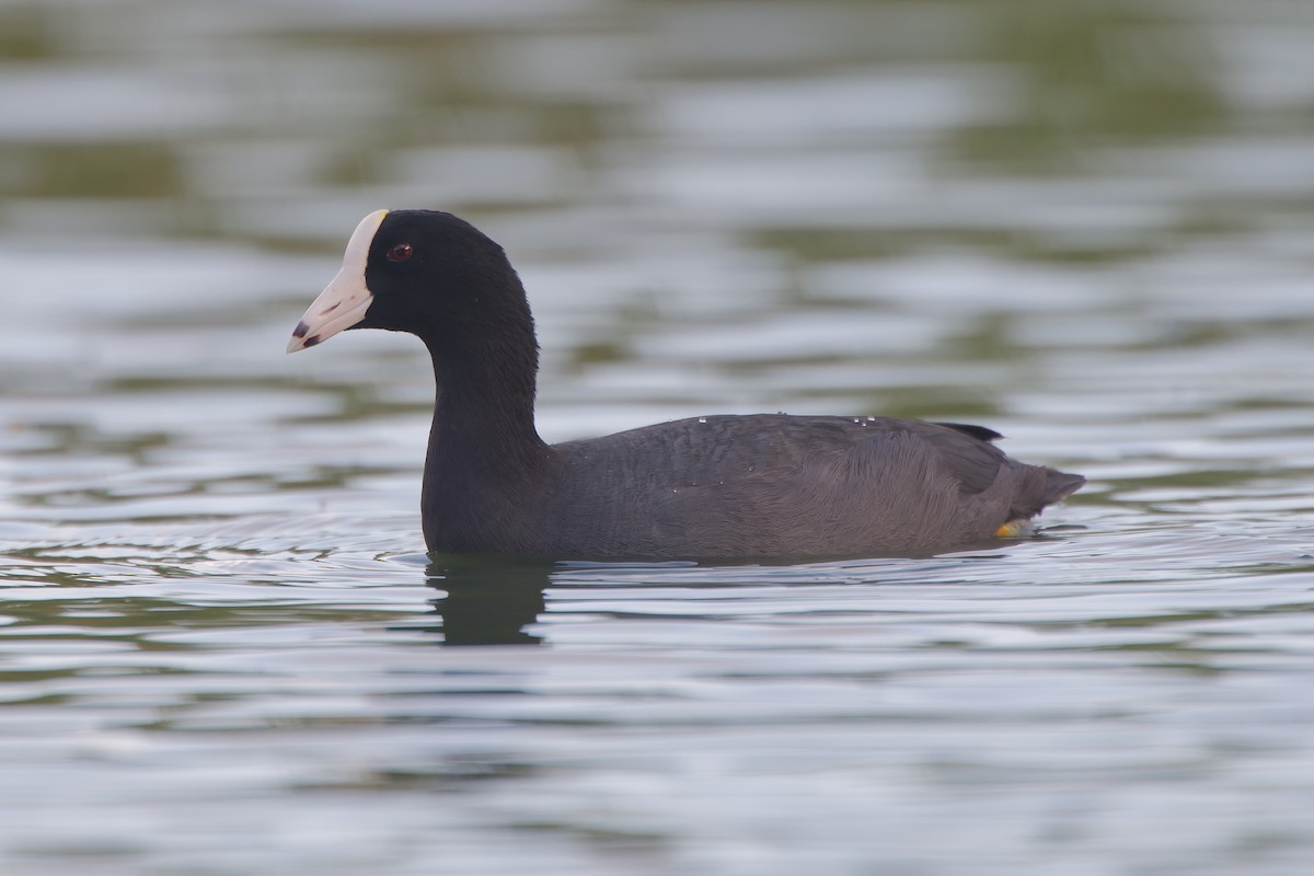 American Coot (White-shielded) - ML620235922