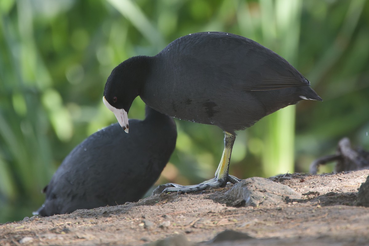 American Coot (White-shielded) - ML620235923