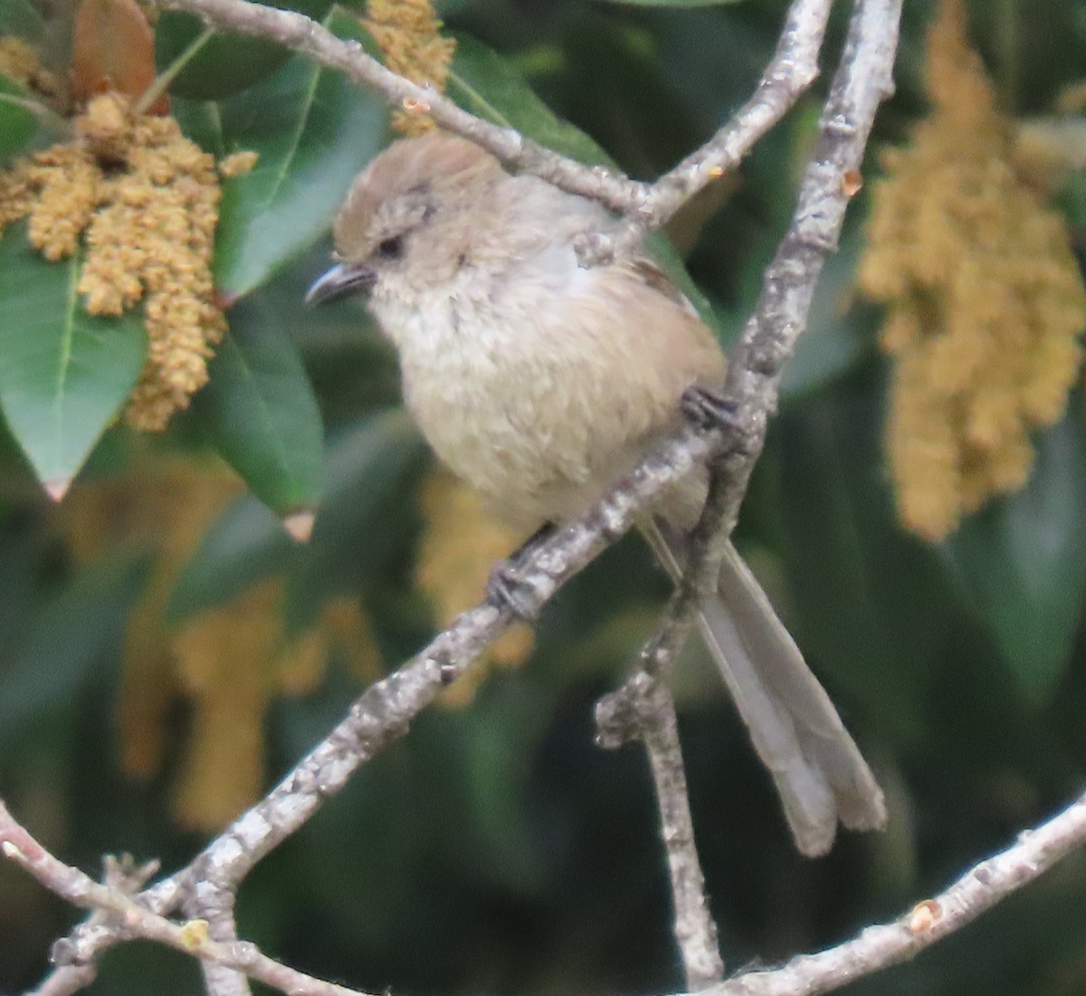 Bushtit - ML620235926