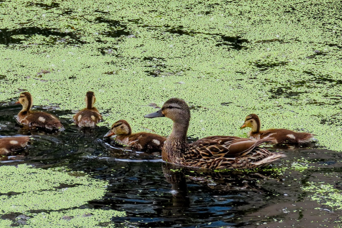 Canard colvert - ML620235927