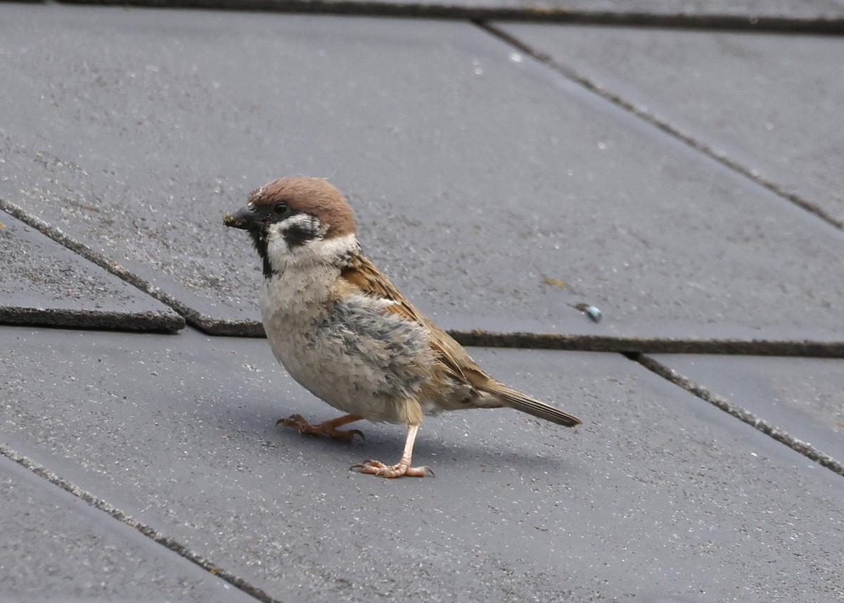 Eurasian Tree Sparrow - ML620235928