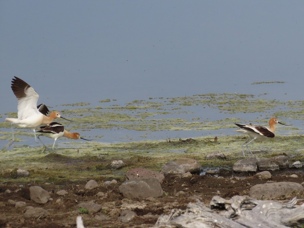 Avocette d'Amérique - ML620235929