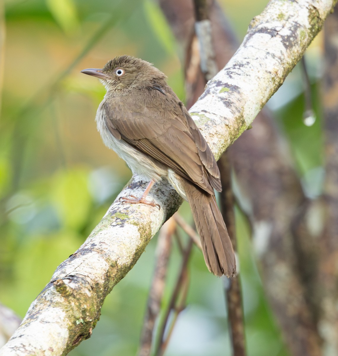 Cream-vented Bulbul - ML620235930