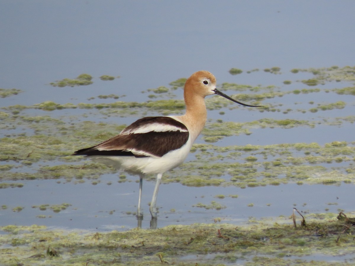 Avocette d'Amérique - ML620235938