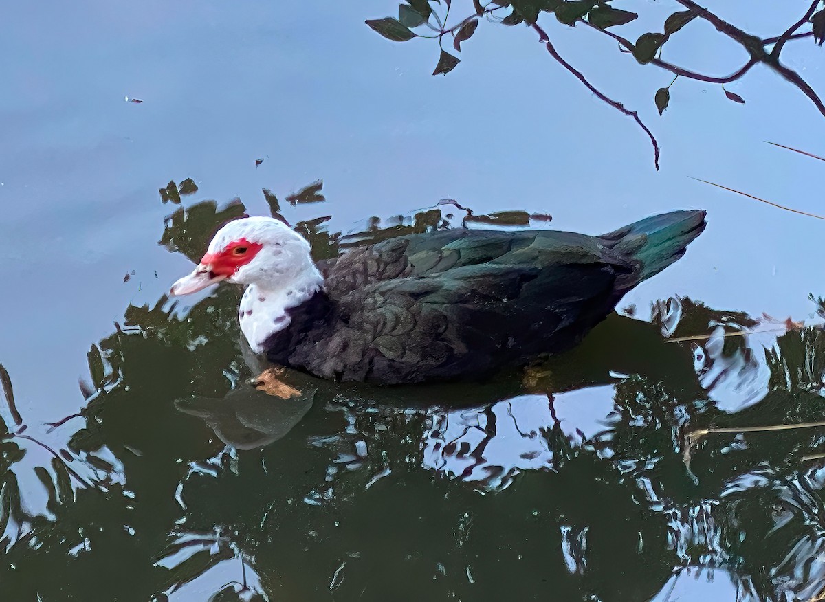 Muscovy Duck (Domestic type) - ML620235941