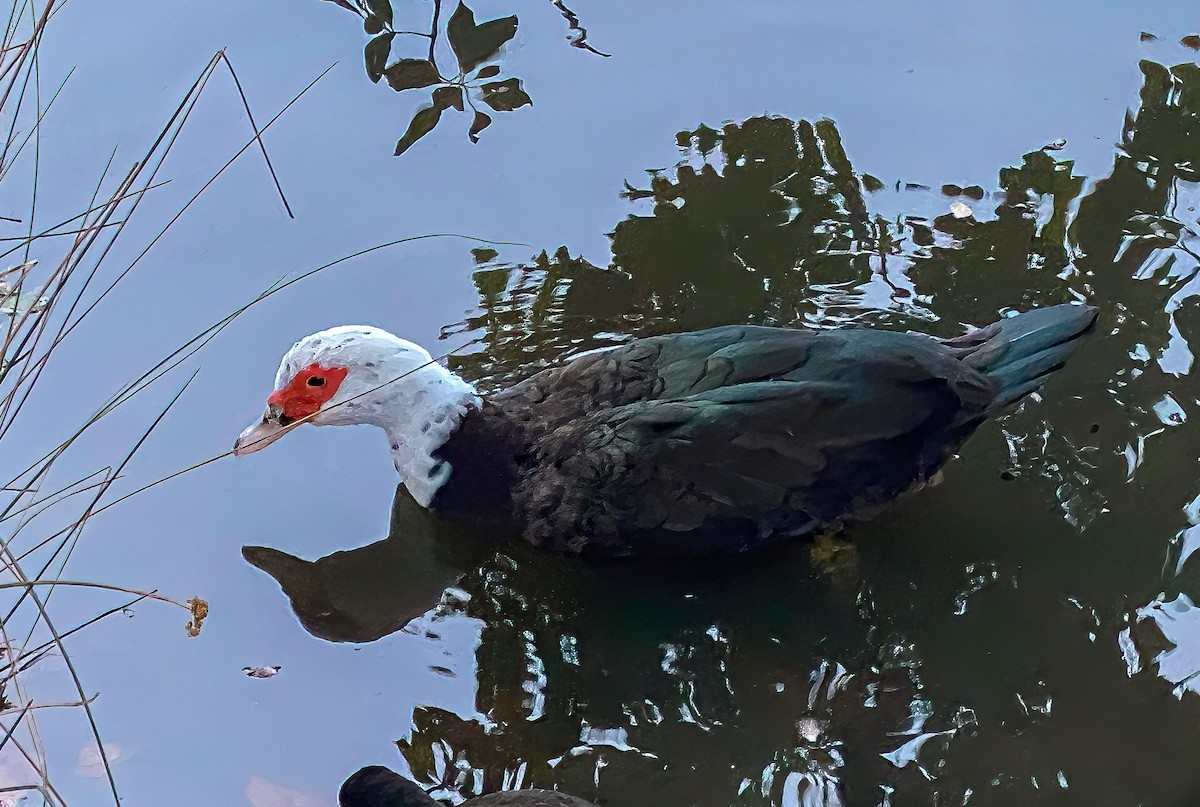 Muscovy Duck (Domestic type) - ML620235942