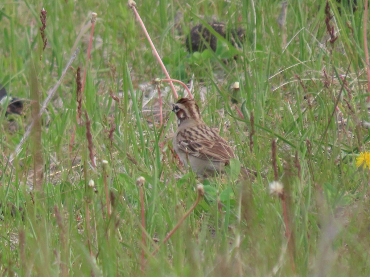 Lark Sparrow - ML620235950