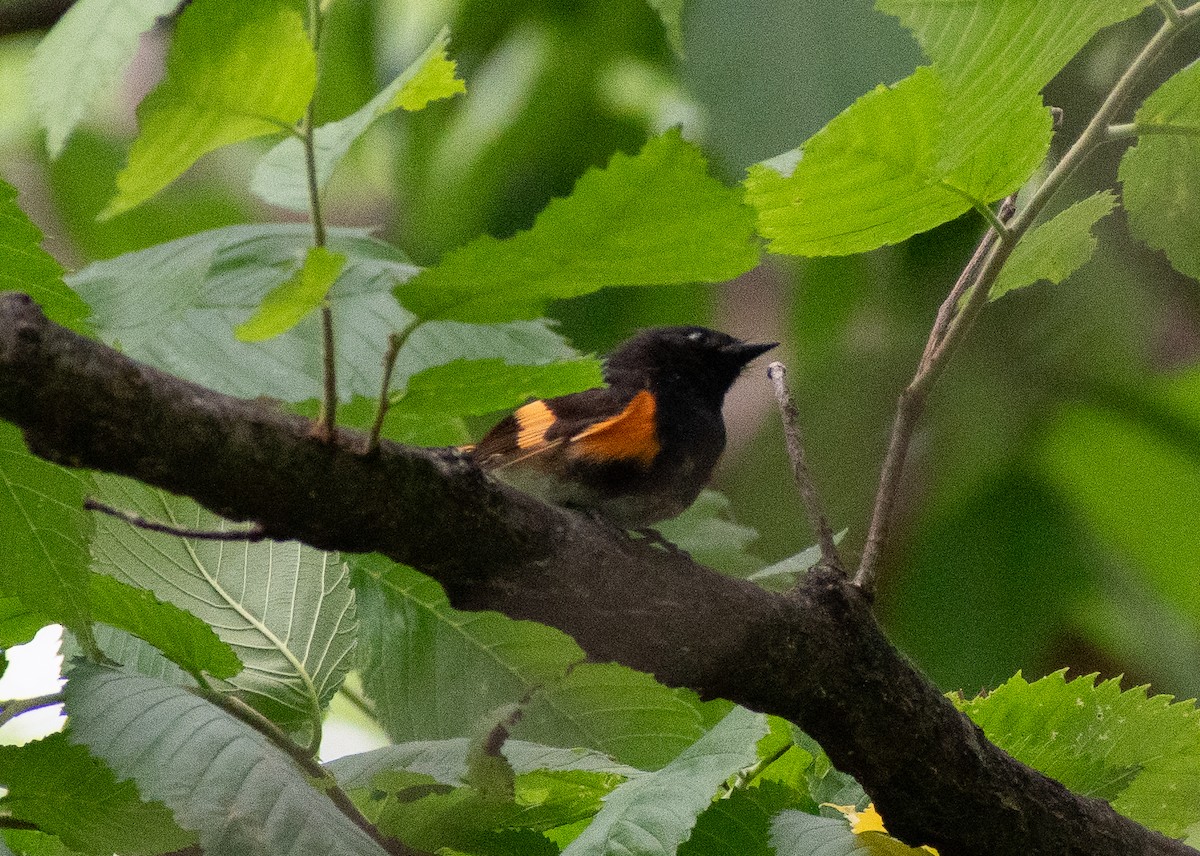 American Redstart - ML620235951