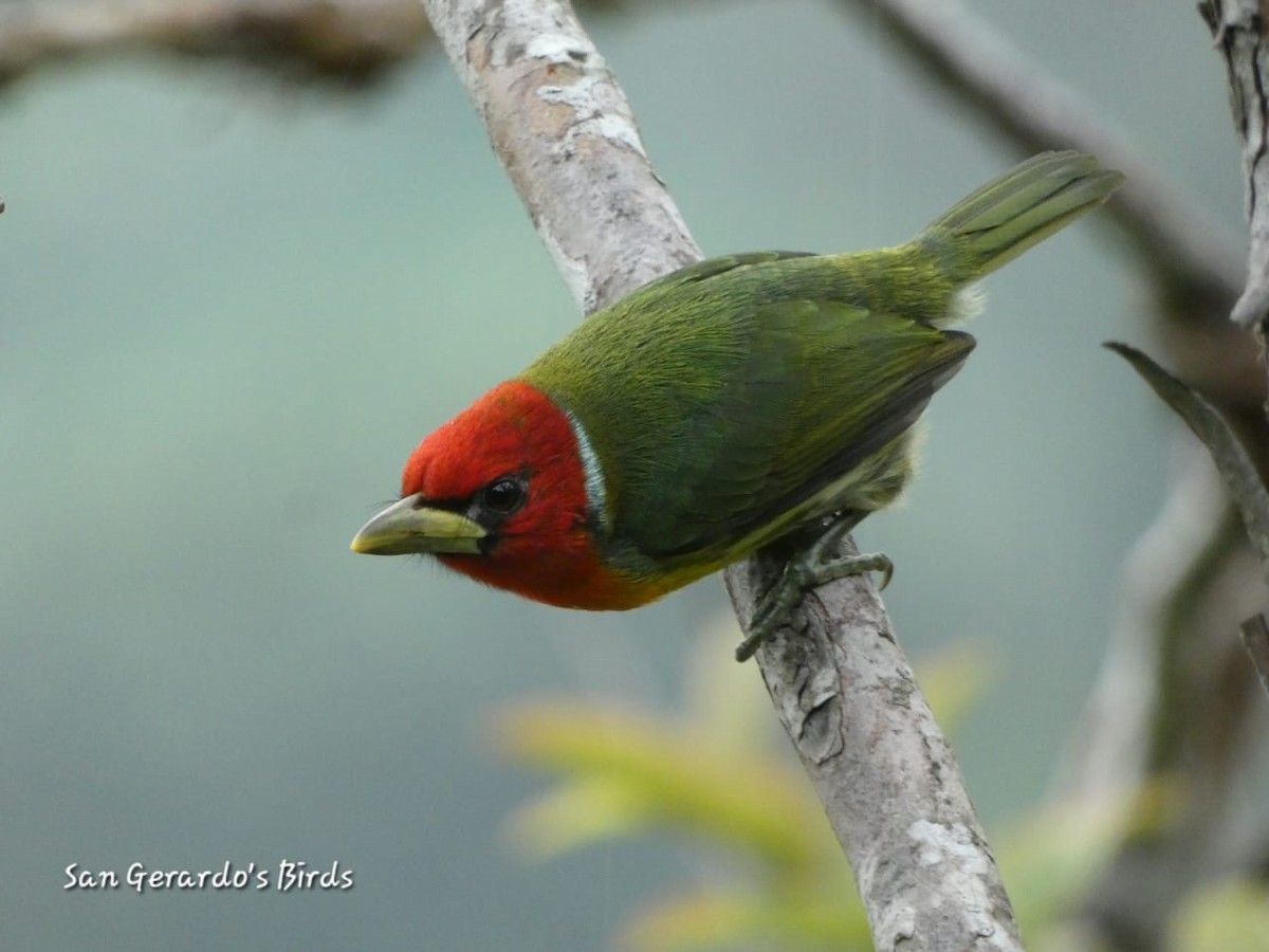 Red-headed Barbet - ML620235969