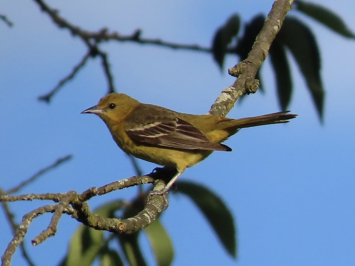 Orchard Oriole - ML620235980