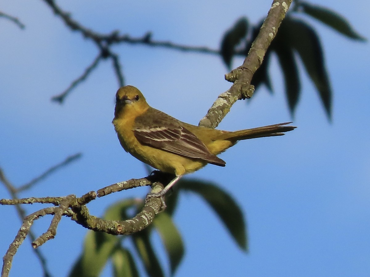 Orchard Oriole - ML620235981