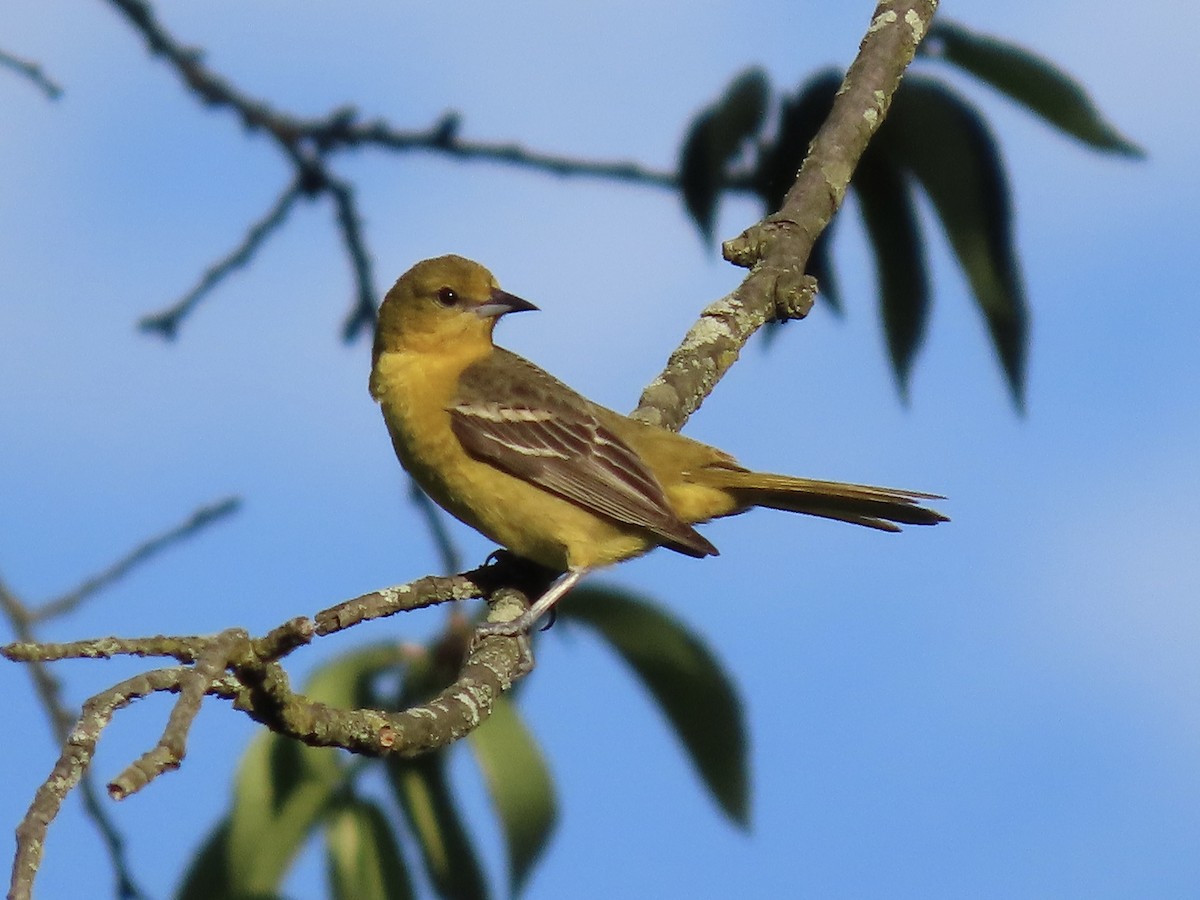 Orchard Oriole - ML620235982