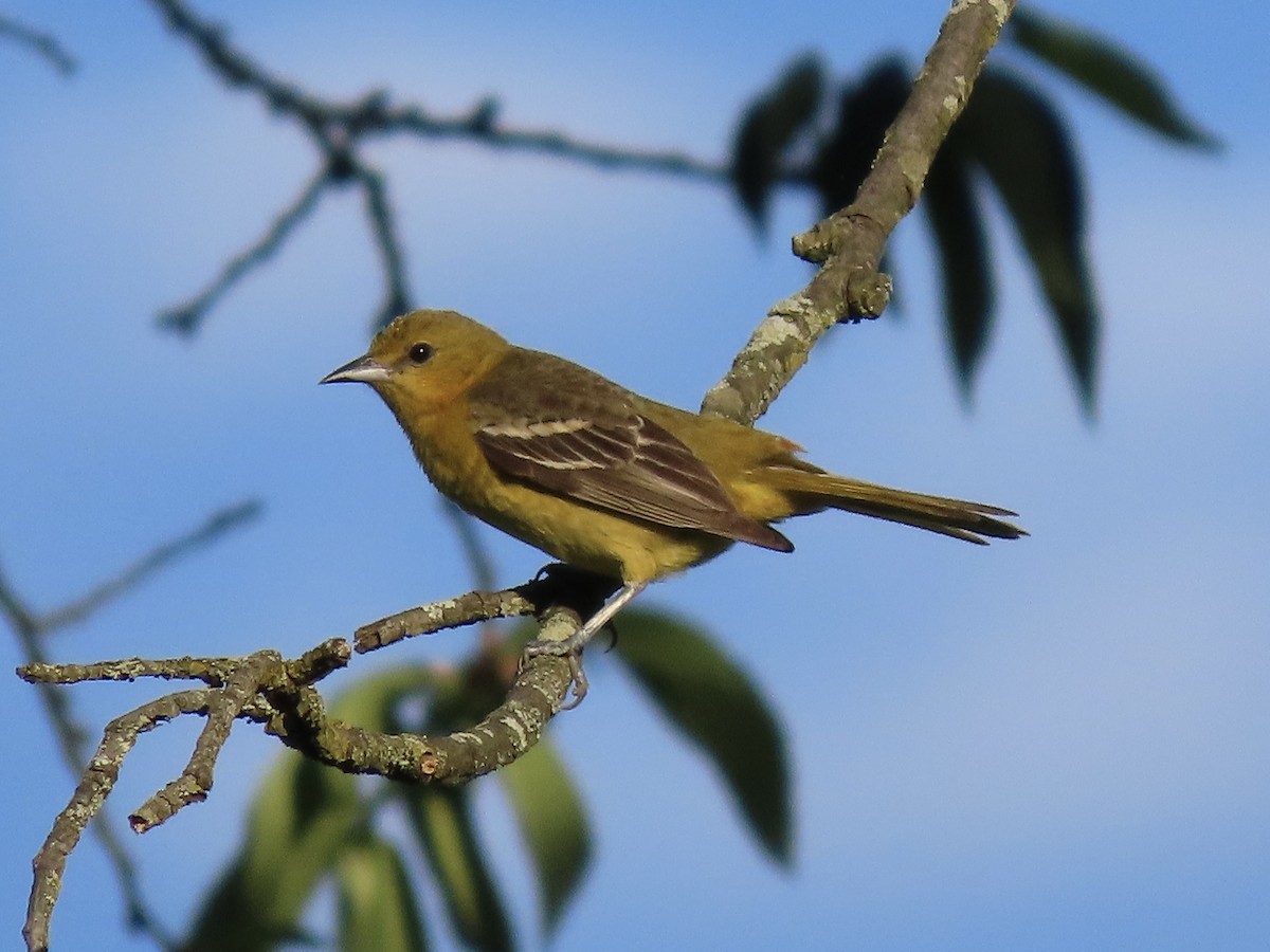Orchard Oriole - ML620235983