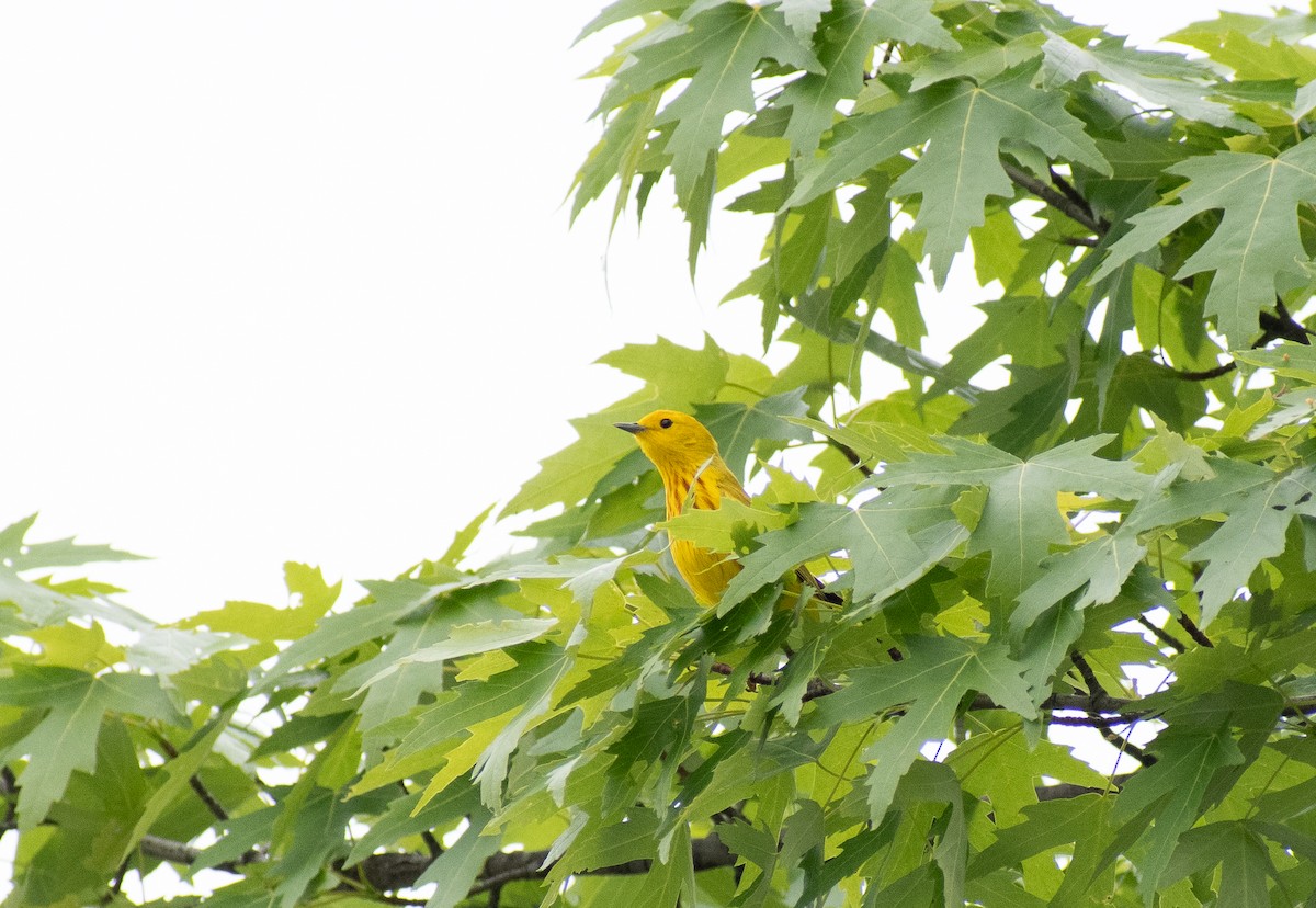 Yellow Warbler - ML620235985