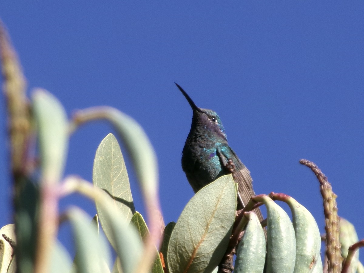 kolibřík modrolící - ML620236005