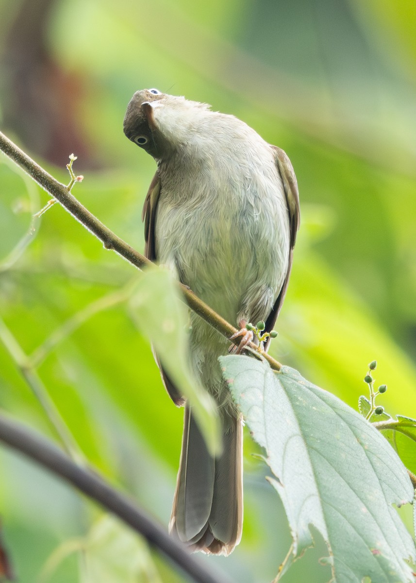 Cream-vented Bulbul - ML620236008