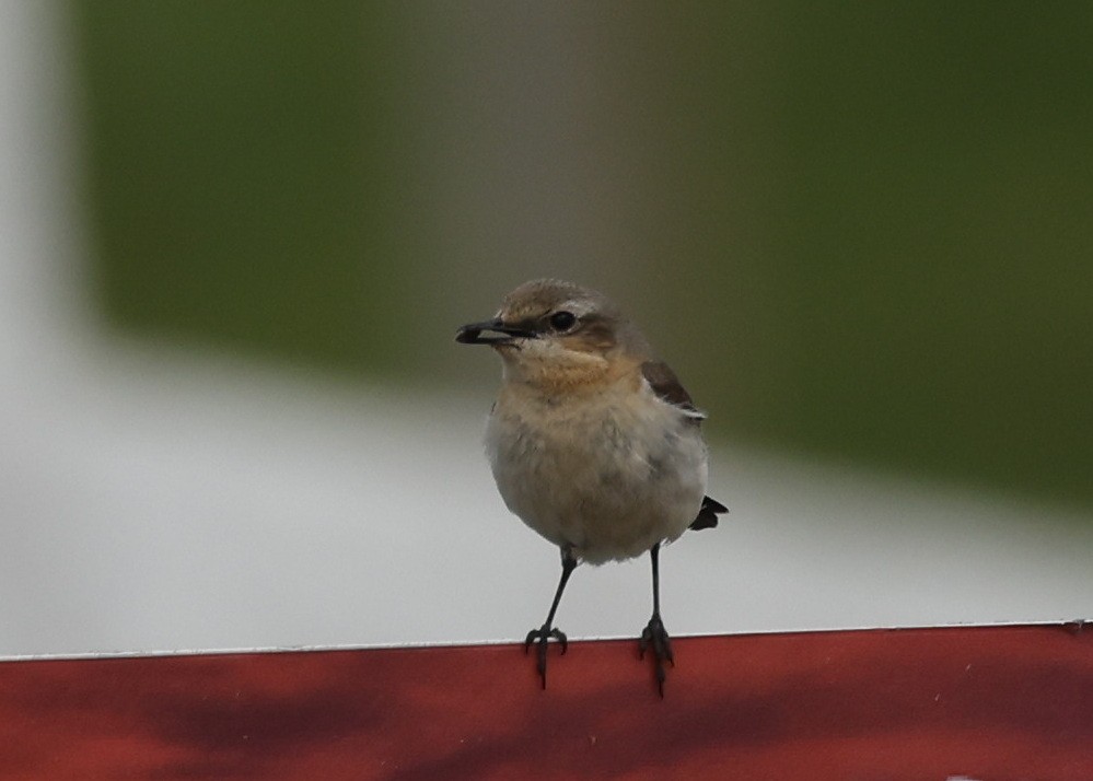 Northern Wheatear - ML620236009