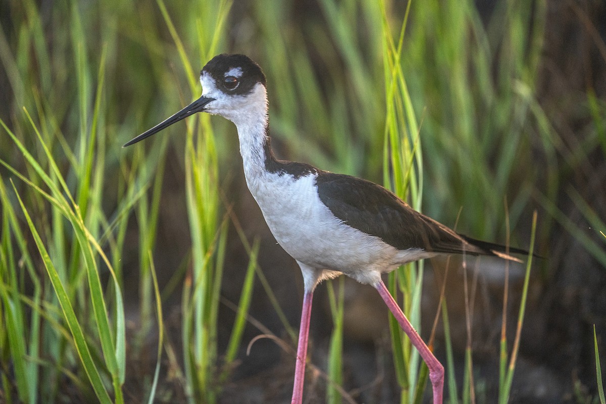 Black-necked Stilt - ML620236010