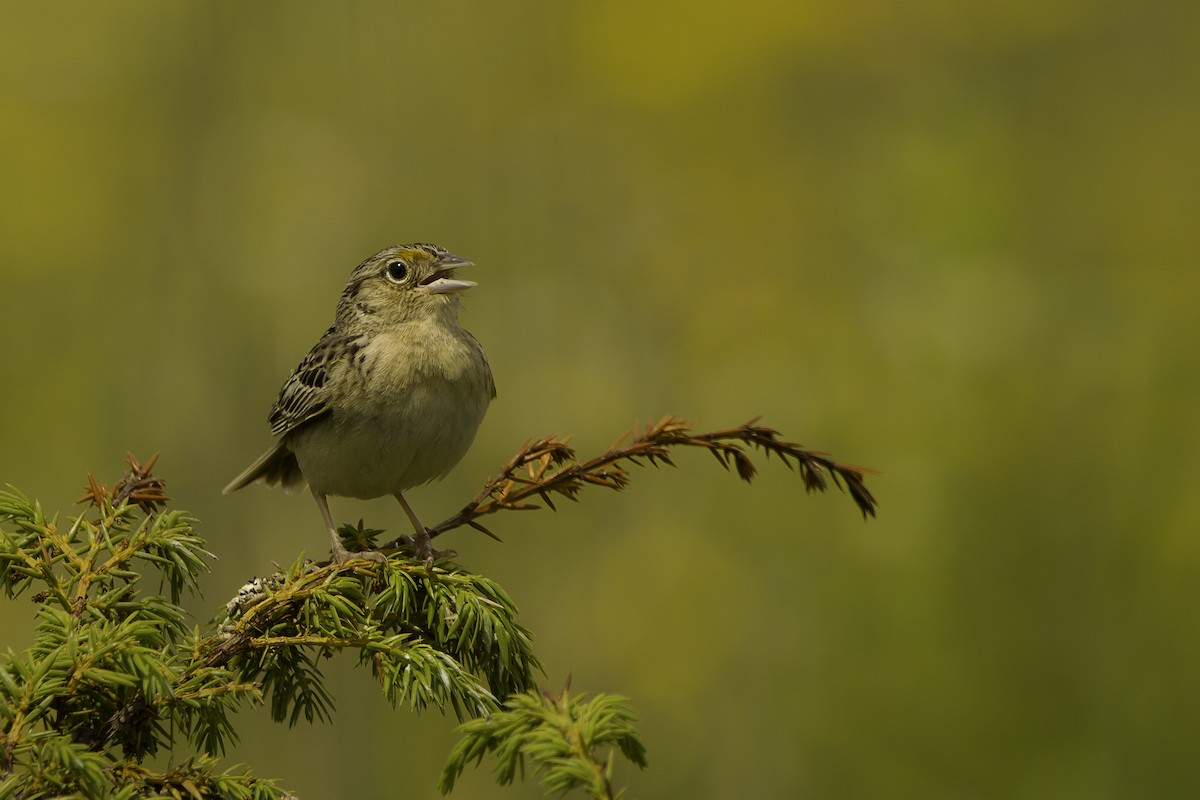 Grasshopper Sparrow - ML620236013