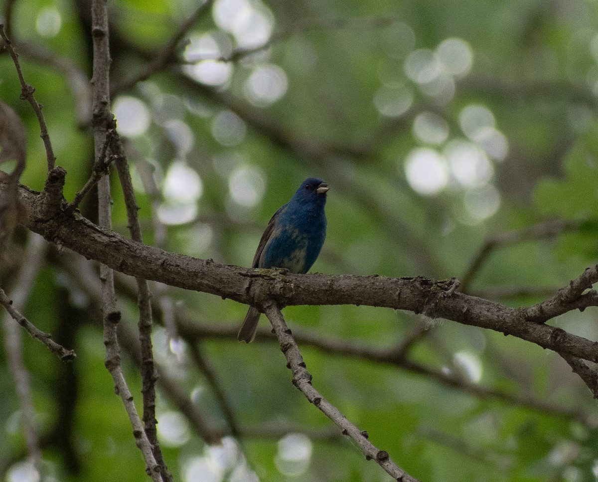 Indigo Bunting - ML620236020