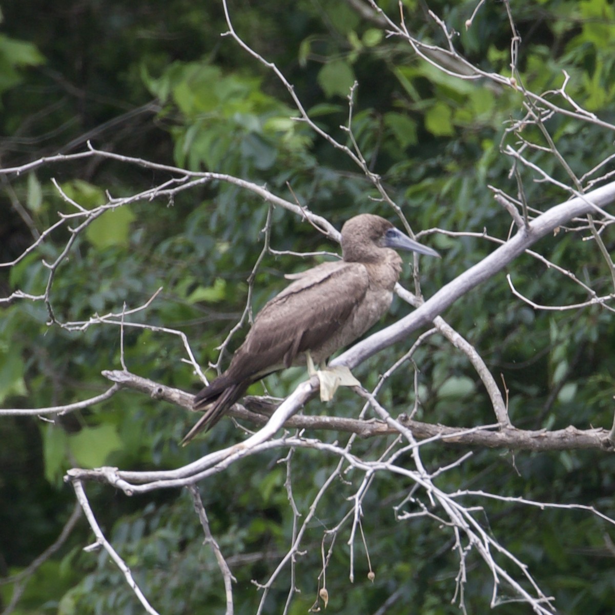 Brown Booby - ML620236027