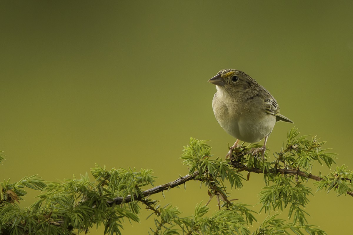 Grasshopper Sparrow - ML620236028