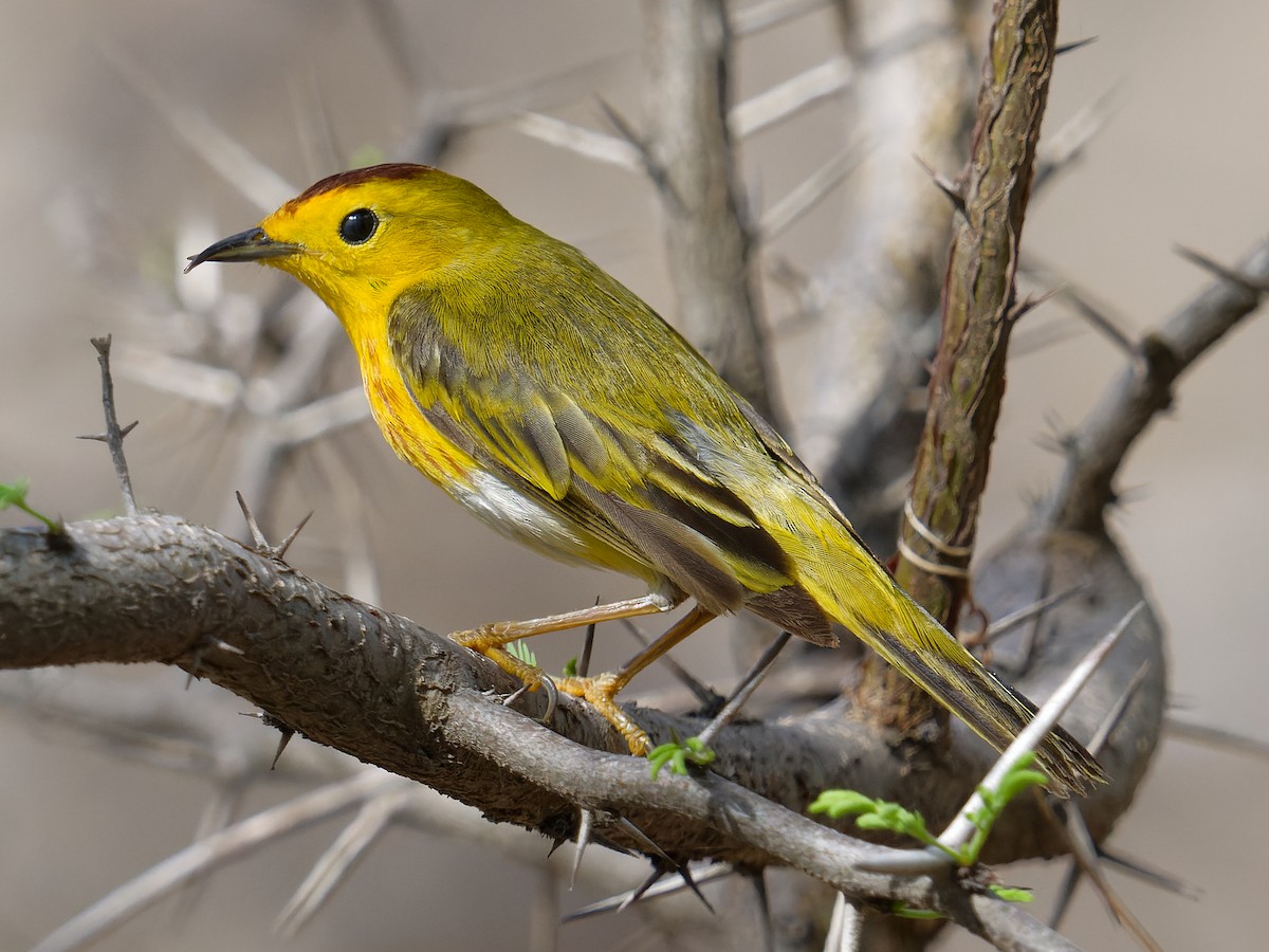 Yellow Warbler (Golden) - ML620236037