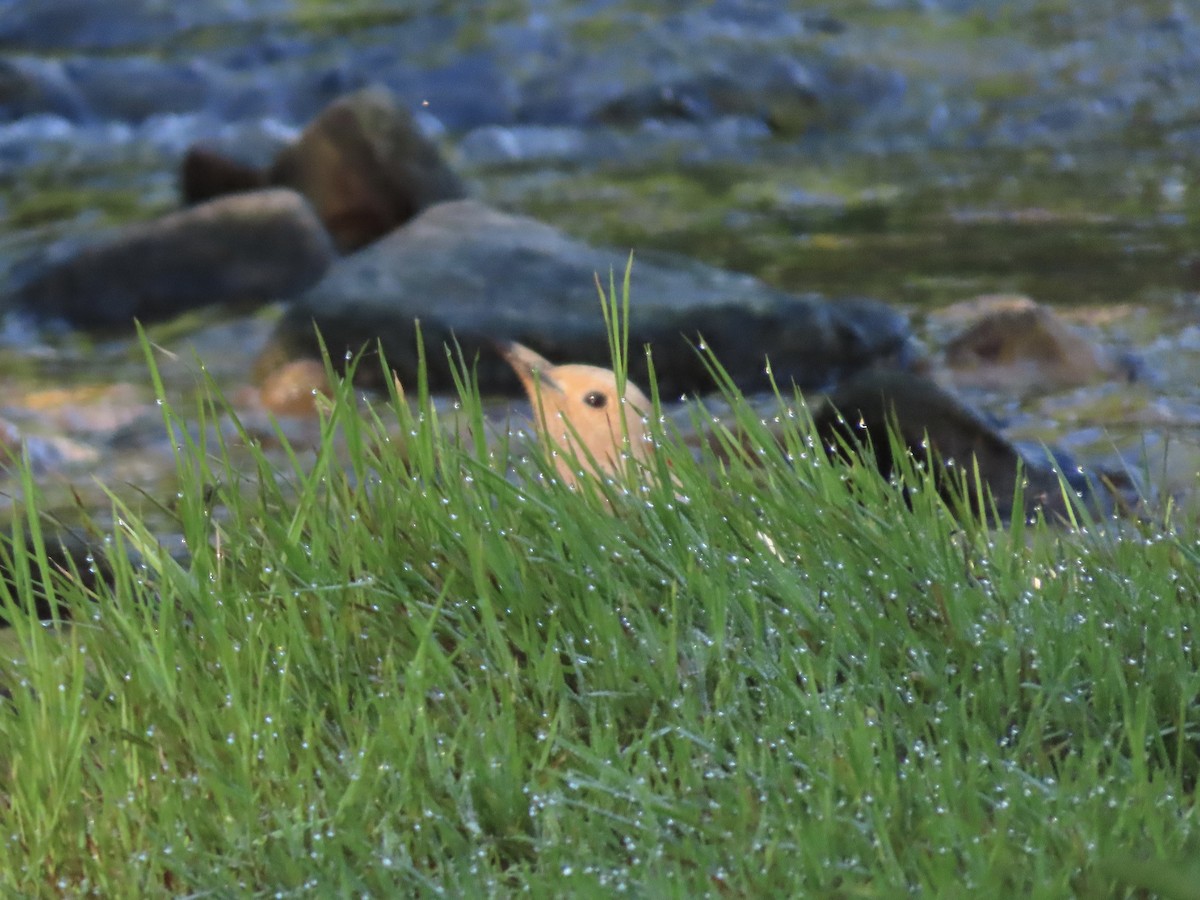 Northern Flicker (Yellow-shafted) - ML620236041