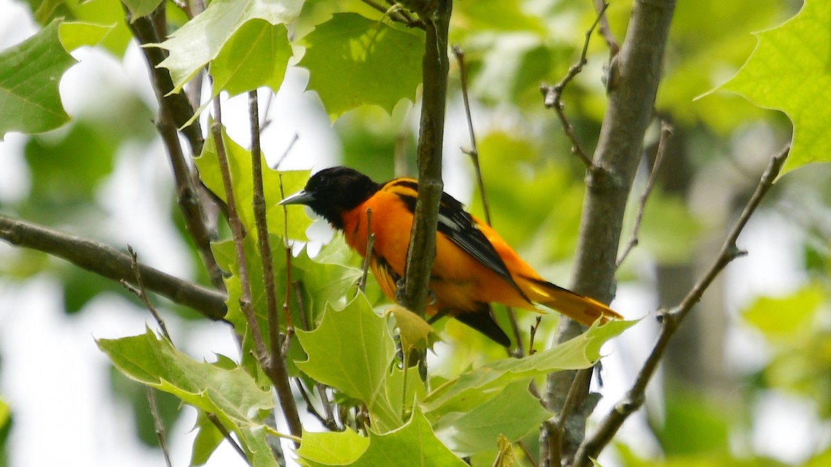 Oriole de Baltimore - ML620236048