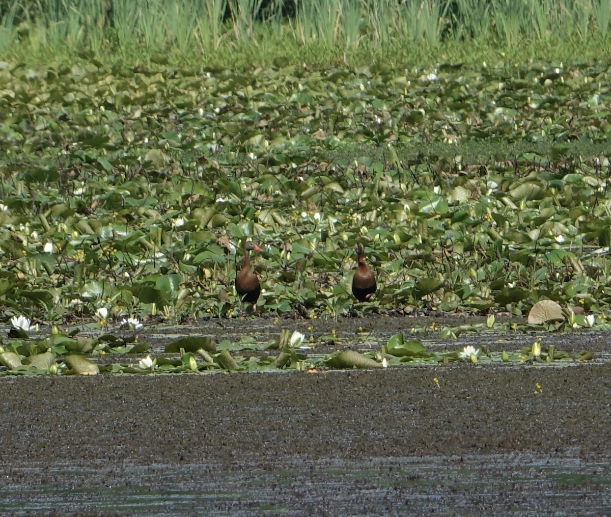 Black-bellied Whistling-Duck - ML620236051